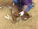 just foaled getting naval and enema