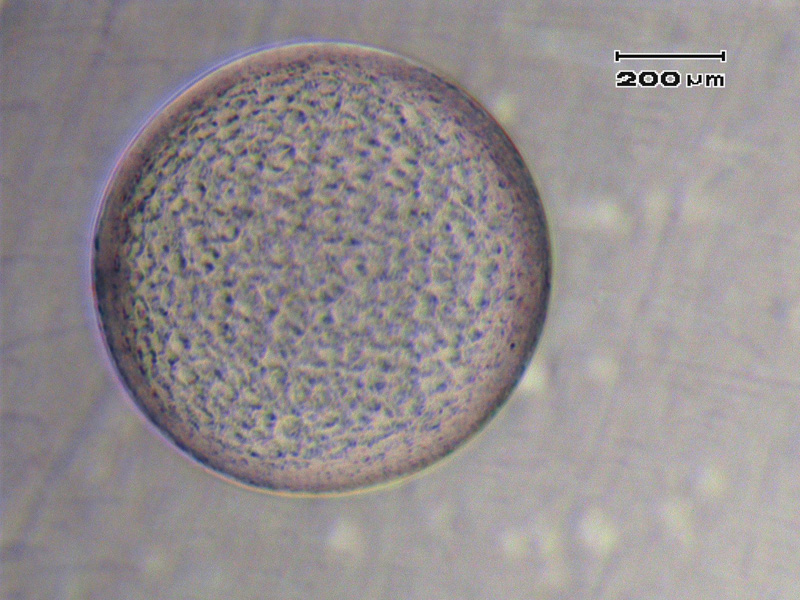 Fully expanded 8 day Embryo 700+ um