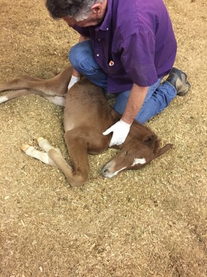 just foaled getting naval and enema