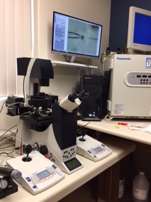 new inverted microscope leica dmi with micromanipulators for icsi procedure
