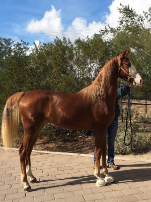 nutcrackers masquerade santolina brood mare out of catalyst mare embryos available
